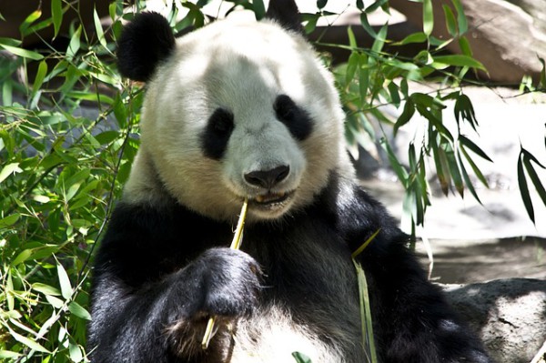 Google Panda ça fait mal :/