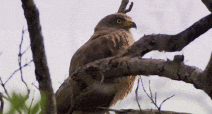 Réaction d'un aigle