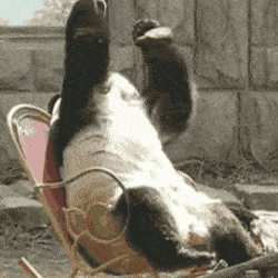 A panda wondering what to choose between WordPress.org vs WordPress.com