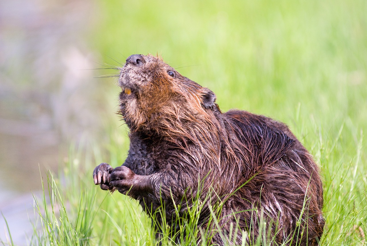 Beaver in the grass