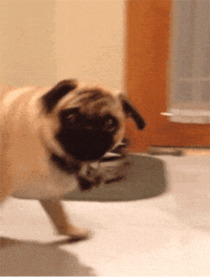 Dog is like: what?