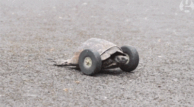 Slow turtle
