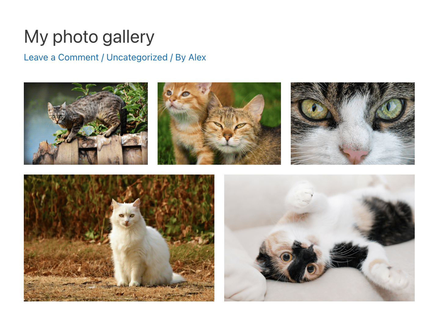 Photo gallery created with Gutenberg