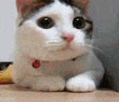 A cat is shaking his head.