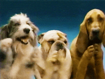 Three dogs applaud.