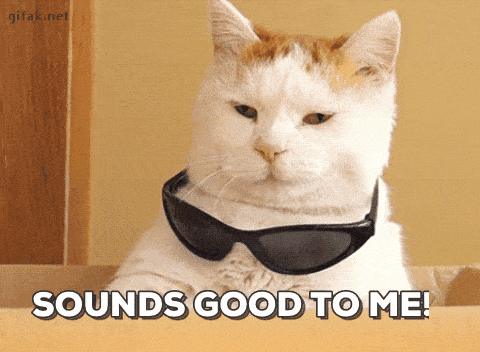 Un chat met des lunettes.