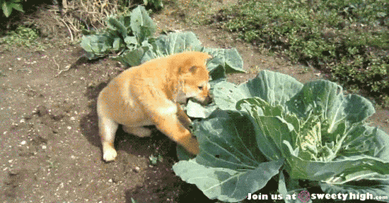 Un chien creuse de la terre.