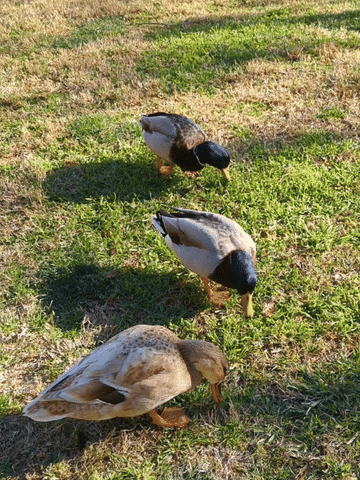 Ducks grazing on grass